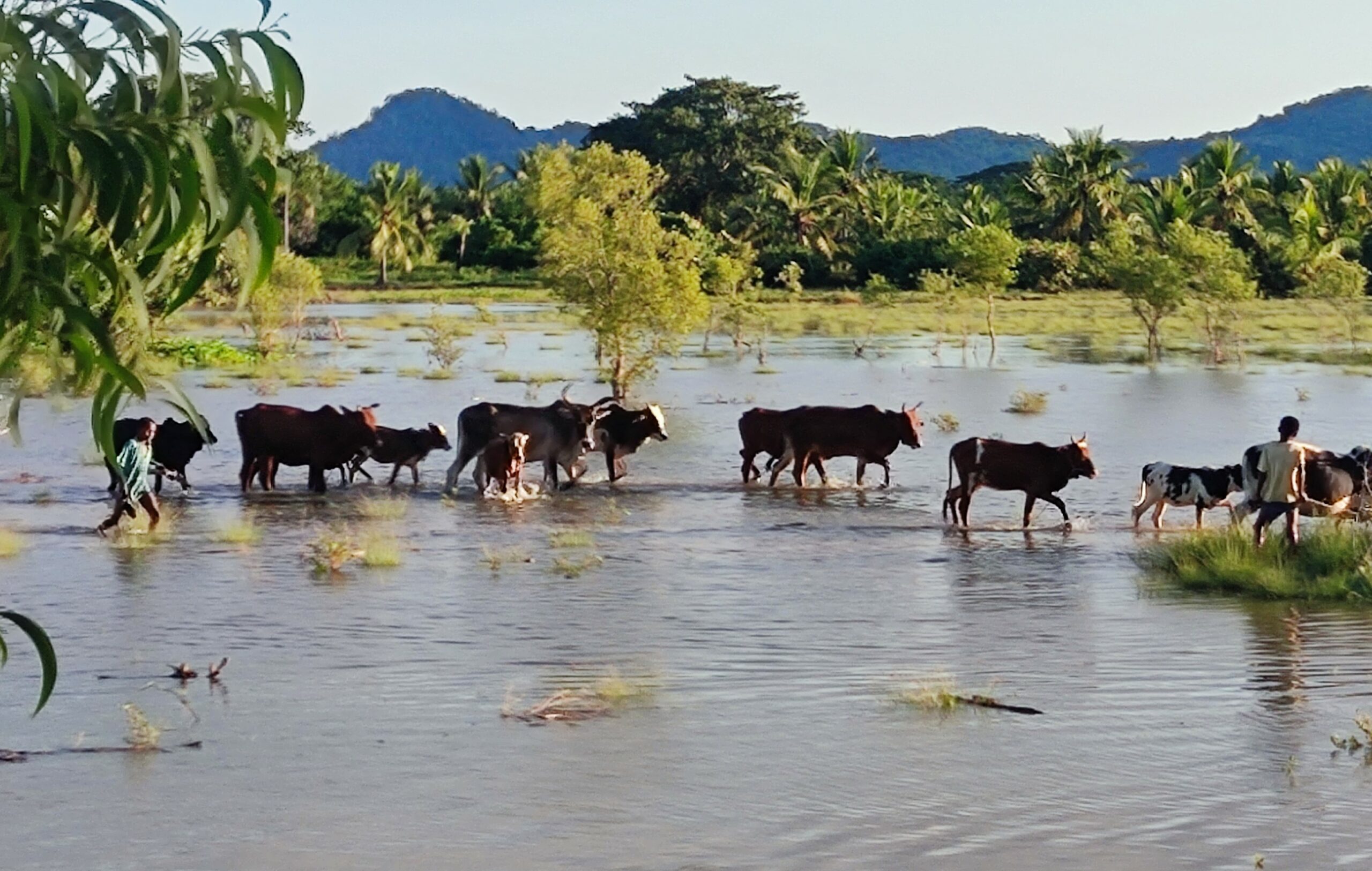 Troupeau de vaches traversant une étendu d'eau à Madagascar